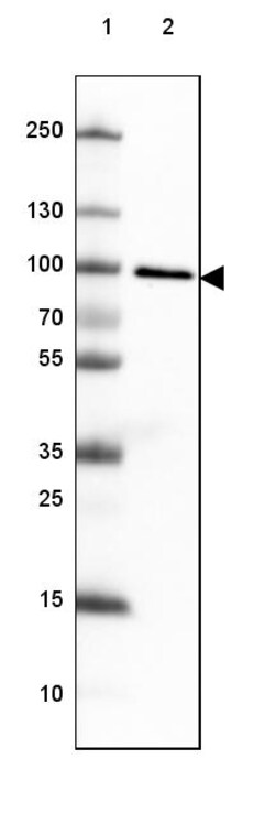 Invitrogen TLE3 Monoclonal Antibody (CL3573) 100 &mu;L; Unconjugated:Antibodies,