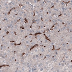 Invitrogen FCGRT Monoclonal Antibody (CL3638) 100 &mu;L; Unconjugated:Antibodies,