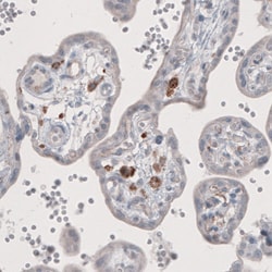 Invitrogen FCGRT Monoclonal Antibody (CL3638) 100 &mu;L; Unconjugated:Antibodies,