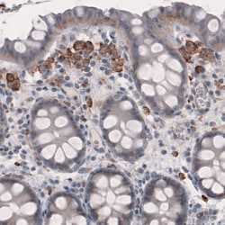 Invitrogen FCGRT Monoclonal Antibody (CL3640) 100 &mu;L; Unconjugated:Antibodies,