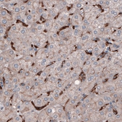 Invitrogen FCGRT Monoclonal Antibody (CL3640) 100 &mu;L; Unconjugated:Antibodies,
