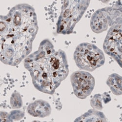 Invitrogen FCGRT Monoclonal Antibody (CL3640) 100 &mu;L; Unconjugated:Antibodies,