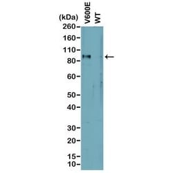 Invitrogen B-Raf (V600E) Recombinant Rabbit Monoclonal Antibody (RM8) 100 &mu;g | Buy Online | Invitrogen&trade; | Fisher Scientific
