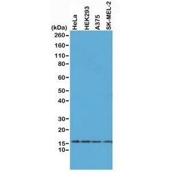 Invitrogen Histone H2A.X Recombinant Rabbit Monoclonal Antibody (RM214)