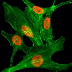Invitrogen H2A.ZK4ac Recombinant Rabbit Monoclonal Antibody (RM221) 100