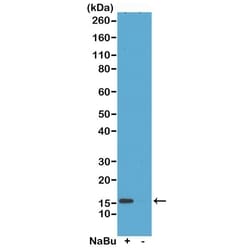 Invitrogen H2A.ZK4ac Recombinant Rabbit Monoclonal Antibody (RM221) 100