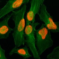 Invitrogen Histone H2A.Z Recombinant Rabbit Monoclonal Antibody (RM215)