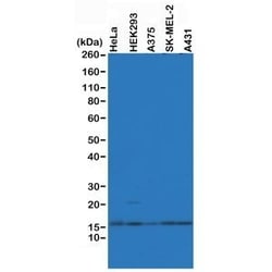 Invitrogen Histone H2A.Z Recombinant Rabbit Monoclonal Antibody (RM215)