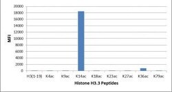 Invitrogen H3K14ac Recombinant Rabbit Monoclonal Antibody (RM130) 100 &mu;g | Buy Online | Invitrogen&trade; | Fisher Scientific