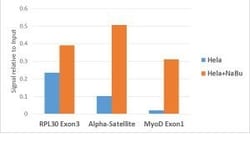 Invitrogen H3K18ac Recombinant Rabbit Monoclonal Antibody (RM166) 100 &mu;g;