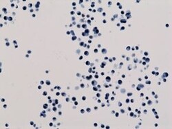 Invitrogen H3K18ac Recombinant Rabbit Monoclonal Antibody (RM166) 100 &mu;g;