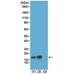Invitrogen H3K23ac Recombinant Rabbit Monoclonal Antibody (RM169) 100 &mu;g;