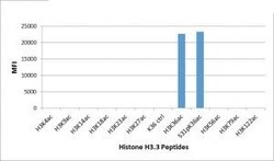 Invitrogen H3K36ac Recombinant Rabbit Monoclonal Antibody (RM154), ChIP-Verified