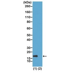 Invitrogen H3K56ac Recombinant Rabbit Monoclonal Antibody (RM179) 100 &mu;g | Buy Online | Invitrogen&trade; | Fisher Scientific