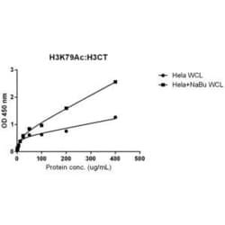 Invitrogen H3K79ac Recombinant Rabbit Monoclonal Antibody (RM156) 100 &mu;g;