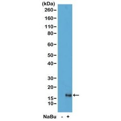 Invitrogen H3K79ac Recombinant Rabbit Monoclonal Antibody (RM156) 100 &mu;g;