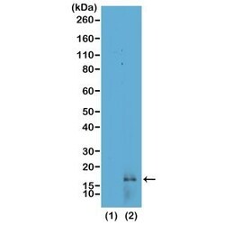 Invitrogen H3K14me2 Recombinant Rabbit Monoclonal Antibody (RM165) 100