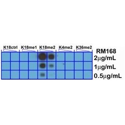 Invitrogen H3K18me2 Recombinant Rabbit Monoclonal Antibody (RM168) 100
