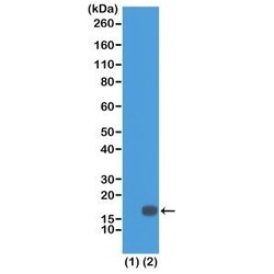 Invitrogen H3K18me2 Recombinant Rabbit Monoclonal Antibody (RM168) 100