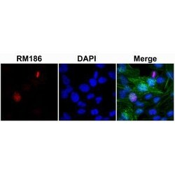 Invitrogen Histone H3 Recombinant Rabbit Monoclonal Antibody (RM186) 100 &mu;g | Buy Online | Invitrogen&trade; | Fisher Scientific