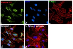Invitrogen&trade;&nbsp;Histone H3 Recombinant Rabbit Monoclonal Antibody (RM186)