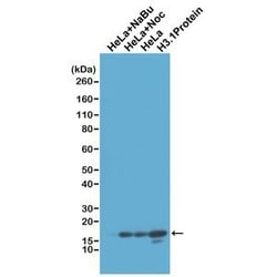 Invitrogen Histone H3 Recombinant Rabbit Monoclonal Antibody (RM186) 100 &mu;g | Buy Online | Invitrogen&trade; | Fisher Scientific