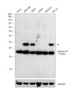 Invitrogen Histone H3 Recombinant Rabbit Monoclonal Antibody (RM186) 100 &mu;g | Buy Online | Invitrogen&trade; | Fisher Scientific