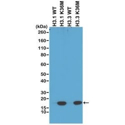 Invitrogen H3 K36M oncohistone mutant Recombinant Rabbit Monoclonal Antibody