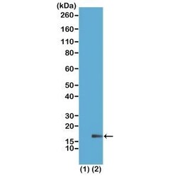 Invitrogen H3K18me1 Recombinant Rabbit Monoclonal Antibody (RM167) 100