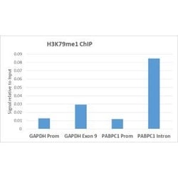 Invitrogen H3K79me1 Recombinant Rabbit Monoclonal Antibody (RM147) 100