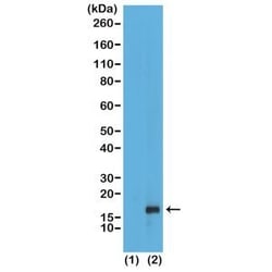 Invitrogen H3K79me1 Recombinant Rabbit Monoclonal Antibody (RM147) 100