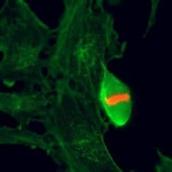 Invitrogen Phospho-Histone H3 (Thr3) Recombinant Rabbit Monoclonal Antibody