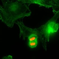 Invitrogen Phospho-Histone H3 (Thr3) Recombinant Rabbit Monoclonal Antibody