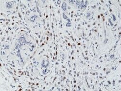 Invitrogen Phospho-Histone H3 (Thr3) Recombinant Rabbit Monoclonal Antibody