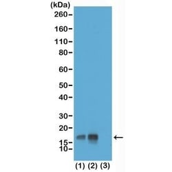 Invitrogen Phospho-Histone H3 (Thr3) Recombinant Rabbit Monoclonal Antibody