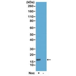 Invitrogen Phospho-Histone H3 (Thr6) Recombinant Rabbit Monoclonal Antibody