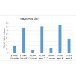 Invitrogen H3K36me3 Recombinant Rabbit Monoclonal Antibody (RM155), ChIP-Verified