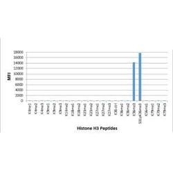 Invitrogen H3K36me3 Recombinant Rabbit Monoclonal Antibody (RM155), ChIP-Verified