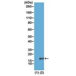 Invitrogen H3K36me3 Recombinant Rabbit Monoclonal Antibody (RM155), ChIP-Verified