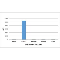 Invitrogen H4R3me1 Recombinant Rabbit Monoclonal Antibody (RM195) 100 &mu;g;