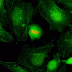 Invitrogen Phospho-Histone H4 (Ser1) Recombinant Rabbit Monoclonal Antibody