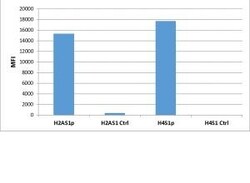 Invitrogen Phospho-Histone H2A/H4 (Ser1) Recombinant Rabbit Monoclonal Antibody (RM216) 100 &mu;g | Buy Online | Invitrogen&trade; | Fisher Scientific