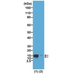 Invitrogen Phospho-Histone H2A/H4 (Ser1) Recombinant Rabbit Monoclonal Antibody (RM216) 100 &mu;g | Buy Online | Invitrogen&trade; | Fisher Scientific