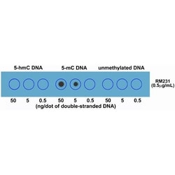 Invitrogen 5-Methylcytosine Recombinant Rabbit Monoclonal Antibody (RM231)