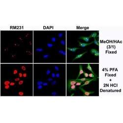 Invitrogen 5-Methylcytosine Recombinant Rabbit Monoclonal Antibody (RM231)