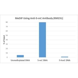 Invitrogen 5-Methylcytosine Recombinant Rabbit Monoclonal Antibody (RM231)