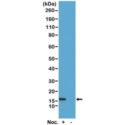 Invitrogen Phospho-Histone H2B (Ser14) Recombinant Rabbit Monoclonal Antibody