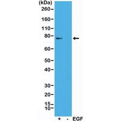 Invitrogen Phospho-RSK1 (Thr359, Ser363) Recombinant Rabbit Monoclonal