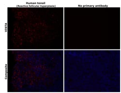 Invitrogen VISTA Monoclonal Antibody (CL3975) 100 &mu;L; Unconjugated:Antibodies,