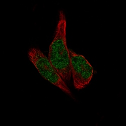 Invitrogen METTL14 Monoclonal Antibody (CL4254) 100 &mu;L; Unconjugated:Antibodies,